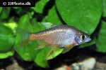 rasboroides vaterifloris rasboroides vaterifloris