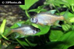 rasboroides vaterifloris rasboroides vaterifloris