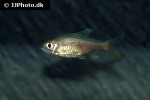 rasboroides vaterifloris rasboroides vaterifloris