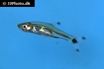 rasbosoma spilocerca rasbosoma spilocerca