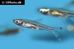 rasbosoma spilocerca rasbosoma spilocerca