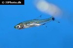 rasbosoma spilocerca rasbosoma spilocerca