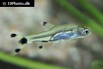 rasbosoma spilocerca rasbosoma spilocerca
