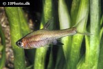 sundadanio retiarius sundadanio retiarius