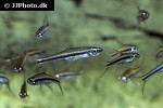 trigonopoma gracile trigonopoma gracile