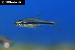 trigonopoma gracile trigonopoma gracile
