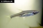 trigonopoma pauciperforatum trigonopoma pauciperforatum