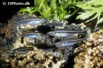 trigonopoma pauciperforatum trigonopoma pauciperforatum