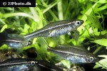 trigonopoma pauciperforatum trigonopoma pauciperforatum