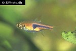 trigonostigma espei trigonostigma espei