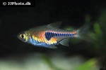 trigonostigma espei trigonostigma espei