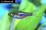 trigonostigma espei trigonostigma espei