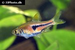 trigonostigma espei trigonostigma espei