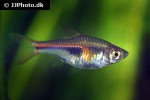 trigonostigma espei trigonostigma espei