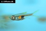 trigonostigma hengeli trigonostigma hengeli
