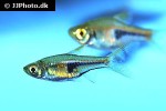 trigonostigma hengeli trigonostigma hengeli