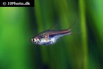 trigonostigma hengeli trigonostigma hengeli