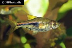 trigonostigma hengeli trigonostigma hengeli
