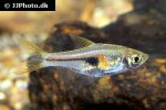 trigonostigma hengeli trigonostigma hengeli