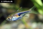 trigonostigma hengeli trigonostigma hengeli