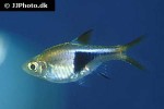 trigonostigma heteromorpha trigonostigma heteromorpha