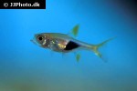 trigonostigma heteromorpha trigonostigma heteromorpha