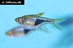 trigonostigma heteromorpha trigonostigma heteromorpha