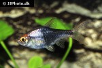 trigonostigma heteromorpha black trigonostigma heteromorpha black