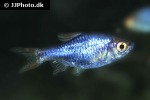trigonostigma heteromorpha blue trigonostigma heteromorpha blue