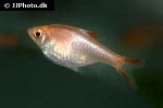 trigonostigma heteromorpha gold trigonostigma heteromorpha gold