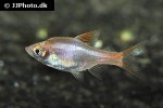 trigonostigma heteromorpha gold trigonostigma heteromorpha gold
