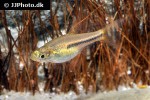 trigonostigma somphongsi trigonostigma somphongsi