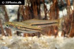 trigonostigma somphongsi trigonostigma somphongsi