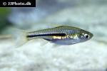trigonostigma somphongsi trigonostigma somphongsi