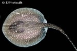 plesiotrygon iwamae plesiotrygon iwamae