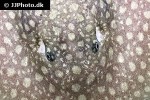 plesiotrygon iwamae plesiotrygon iwamae