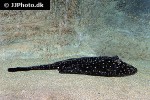 potamotrygon albimaculata potamotrygon albimaculata