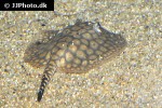 potamotrygon albimaculata potamotrygon albimaculata