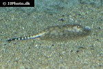 potamotrygon albimaculata potamotrygon albimaculata