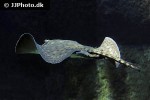 potamotrygon albimaculata potamotrygon albimaculata