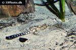 potamotrygon albimaculata potamotrygon albimaculata