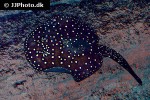 potamotrygon albimaculata potamotrygon albimaculata