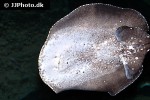 potamotrygon albimaculata potamotrygon albimaculata