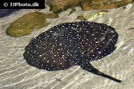 potamotrygon albimaculata potamotrygon albimaculata
