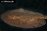 potamotrygon castexi potamotrygon castexi