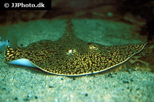 River Stingrays