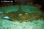 potamotrygon falkneri potamotrygon falkneri