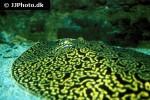 potamotrygon falkneri potamotrygon falkneri