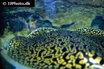 potamotrygon falkneri potamotrygon falkneri