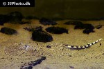 potamotrygon falkneri potamotrygon falkneri
